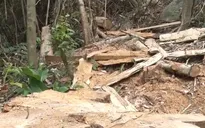 Lâm tặc kê ván làm cầu, đổ bê tông làm dốc để vận chuyển gỗ trái phép