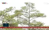 Cho thuê môi trường rừng để làm du lịch sinh thái