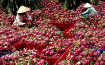 Thanh long, xoài, mít... mang về 1,35 tỷ USD