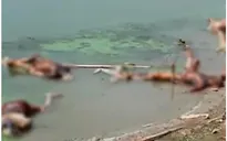 Nhiều thi thể nghi của bệnh nhân COVID-19 dạt vào bờ sông Hằng, tiềm ẩn rủi ro lây lan dịch bệnh