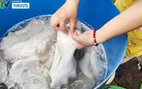 Vạch trần chiêu trò dùng hóa chất công nghiệp tẩy trắng mực “bẩn” ngay giữa Hà Nội
