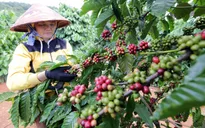 Focusing on increasing coffee’s export value
