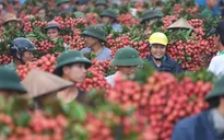 190 thương nhân Trung Quốc được phép vào mua vải thiều Bắc Giang
