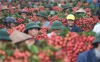 "Giải cứu" nông sản mùa dịch