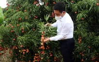 Hải Dương xuất khẩu hàng chục tấn vải thiều đầu tiên đi nước ngoài