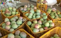 Xoài ngon "giá bèo" 2.000 đồng/kg cũng không có người mua
