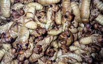Nam thanh niên bị ngộ độc sau khi ăn ve sầu