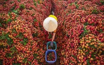 Vải thiều Việt Nam chính thức “chinh phục” thị trường EU