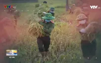 Công an gặt lúa giúp dân vì phải cách ly do Covid-19
