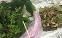 Bé 5 tháng tuổi suy gan sau khi uống thuốc nam