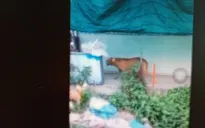 Chó Pitbull cắn chết 1 người rồi tấn công chủ trọng thương