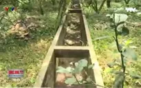 Cù lao đầu nguồn sông Tiền lại thiếu nước ngọt