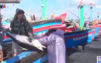 Bình Định: Xử lý nghiêm tàu cá khai thác hải sản trái phép