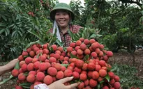 Bắc Giang bắt đầu thu mua vải sớm để xuất khẩu