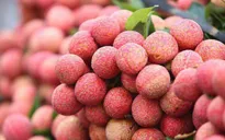 Vải thiều Việt Nam giá 500.000/kg tại Nhật Bản
