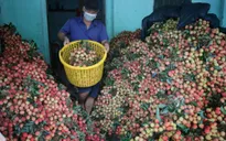 Vải thiều Việt Nam hứa hẹn "được mùa" ở Nhật