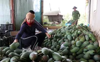 Mận hậu và xoài Sơn La lên sàn thương mại điện tử