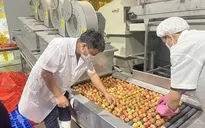 Tăng gấp 4 lần công suất xử lý vải đi Nhật
