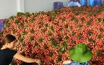 Nhật Bản cấp phép thêm 2 cơ sở xử lý quả vải tại Hải Dương