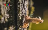 17 năm ve sầu xuất hiện một lần ở Mỹ