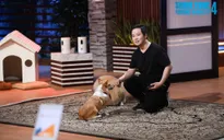 Shark Tank Việt Nam: Kỹ sư phần mềm 10 năm ở Mỹ gọi vốn cho camera theo dõi thú cưng