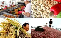 Xuất khẩu nông sản tăng trưởng ấn tượng 5 tháng đầu năm