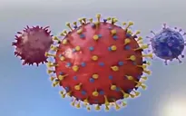 Dịch COVID-19 có thể phát triển thành bệnh theo mùa