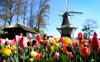 Choáng ngợp trước hàng triệu bông tulip vào mùa nở rộ ở Hà Lan