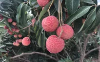 Vải thiều sắp lên sàn
