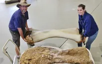 Phát hiện loài khủng long mới có kích cỡ khổng lồ tại Australia