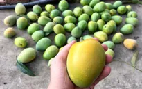 Xoài rớt giá, giá rẻ “không tưởng” chỉ... 500 đồng/kg