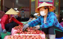 Thương nhân Trung Quốc chuyển tiền đặt mua 30.000 tấn vải thiều Bắc Giang