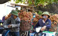 Hơn 98.000 tấn vải thiều Bắc Giang đã được tiêu thụ