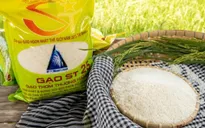 Gạo rươi ST25 đắt khách, đặt mua trước cả tháng cửa hàng không dám nhận