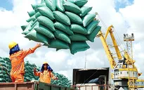 Vì sao xuất khẩu gạo Việt Nam sụt giảm?