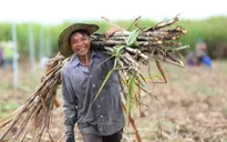 Chính thức áp thuế chống bán phá giá với đường mía từ Thái Lan
