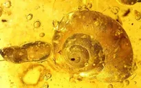 Phát hiện hóa thạch loài ốc sên mới mắc kẹt 99 triệu năm trong hổ phách