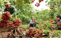 Quản lý thị trường “chia lửa” giúp Bắc Giang tiêu thụ 3.000 tấn vải thiều
