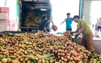 Gần 30.000 tấn vải ở Hải Dương đã được tiêu thụ