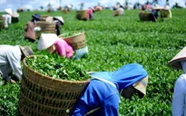 Xuất khẩu chè tăng mạnh cả lượng và giá trị