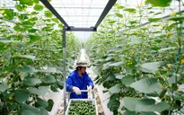 Bùng nổ mô hình nhà kính công nghệ cao ở Trung Quốc