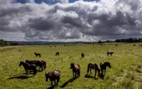 Nga hứng chịu đợt nắng nóng khốc liệt chưa từng có trong 120 năm qua