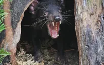 Thú ăn thịt quỷ Tasmania tàn sát hàng nghìn con chim cánh cụt trên đảo Australia