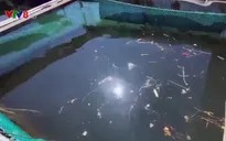 Nguy cơ ô nhiễm môi trường vùng nuôi thủy sản trên biển