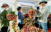 Bắc Giang đã bán được hơn 150.000 tấn vải thiều