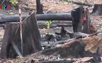 Kon Tum: Phát hiện 17 héc ta đất rừng bị phát đốt để chiếm đất