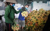 Bắc Giang thành công trong tiêu thụ vải thiều bất chấp COVID-19