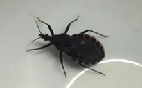 Bé gái sốc phản vệ do bọ xít hút máu đốt