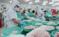 Hai doanh nghiệp cá tra Việt không bị áp thuế chống bán phá giá vào Mỹ