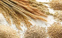 Giá lương thực thế giới tăng lên mức cao nhất trong gần 10 năm